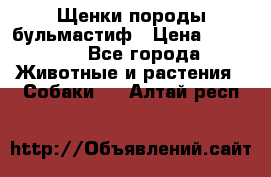 Щенки породы бульмастиф › Цена ­ 25 000 - Все города Животные и растения » Собаки   . Алтай респ.